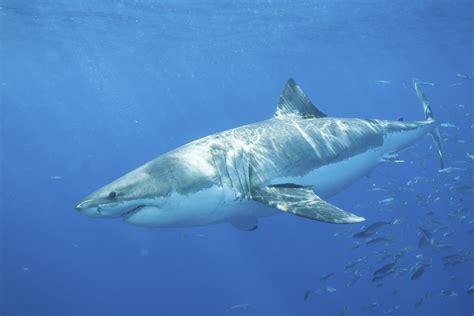 New research in The Bahamas on shark attacks – Eye Witness News