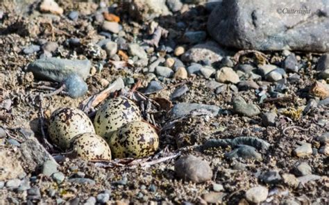 Semipalmated Plover nest eggs | CutterLight