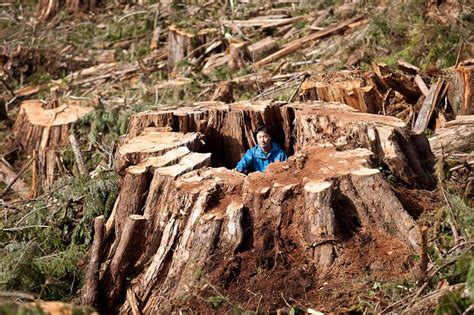 Old-growth forest 'a sea of stumps' - Ancient Forest Alliance