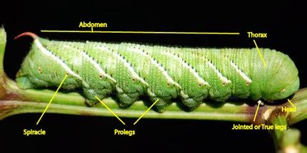 Caterpillar and butterfly anatomy | Growing With Science