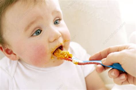 Spoon-feeding - Stock Image - F001/3226 - Science Photo Library