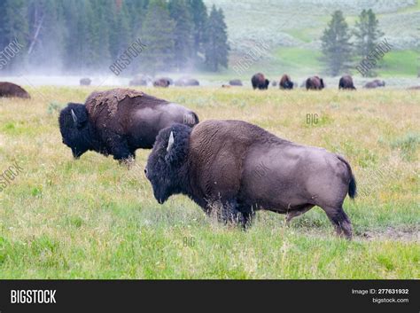 Herd Bisons Image & Photo (Free Trial) | Bigstock