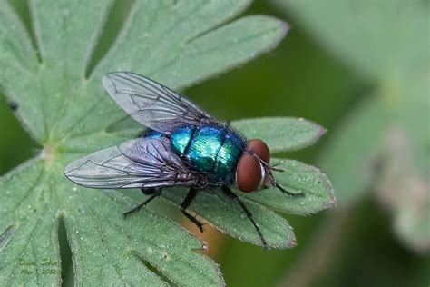 Bluebottle fly Images, bite, lifecycle, habitat, infestation, Identification - BigBear Pest Control