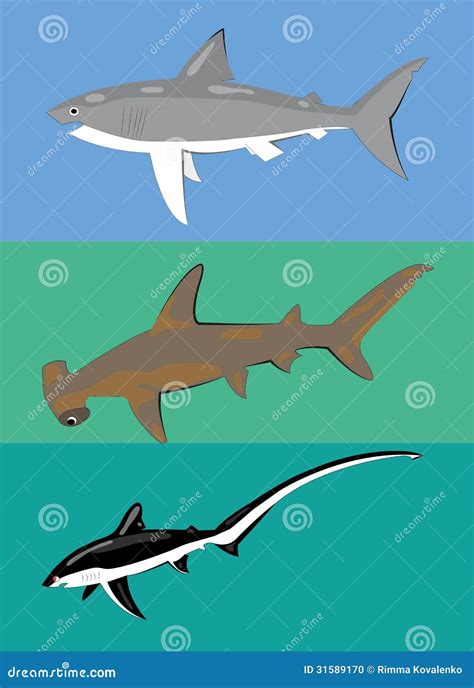 Different Types: Different Types Of Sharks