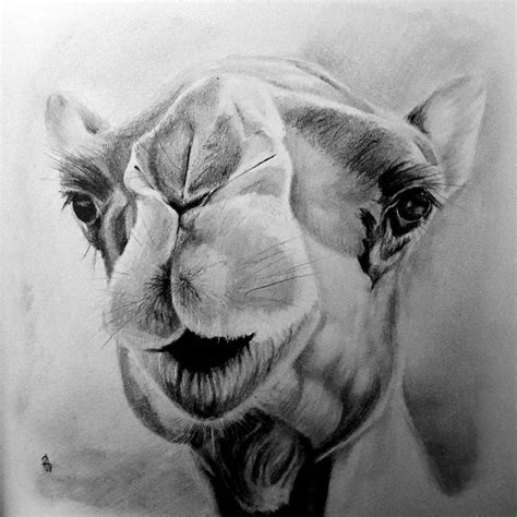 Camel Pencil Drawing By Greg Joens Fine Art America | lupon.gov.ph