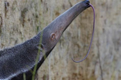 9 Fascinating Anteater Facts