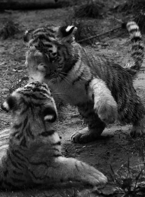 Black and white tiger cubs by Sharon Wittebrood | White tiger cubs ...