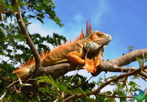 Palo Verde Wildlife River Boat Cruise - Tour Guanacaste, bringing Costa Rica to Life! Serving ...