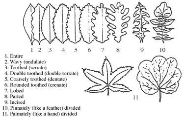 Leaf Terms II