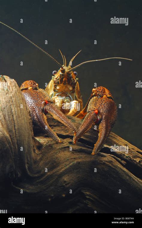 noble crayfish (Astacus astacus), portrait Stock Photo - Alamy