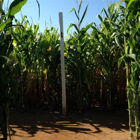 Corn Maze at Lyman Orchards in Middlefield, CT | CT Mommy Blog