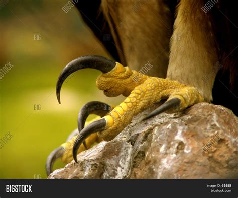 Real Eagle Claws Stock Photo & Stock Images | Bigstock