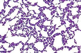 Lactobacillus Gram Stain