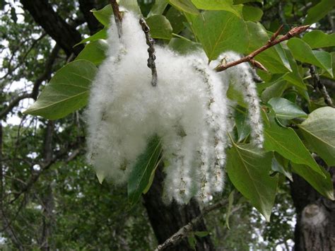 Cottonwood - Definition of Cottonwood