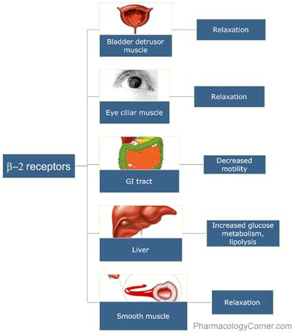 Adrenergic receptors – Artofit