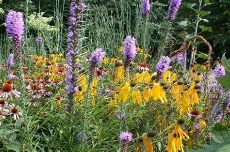 Native Illinois Prairie Flowers / The Peak Of The Prairie Plants To ...