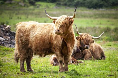 How big do scottish highland cows get