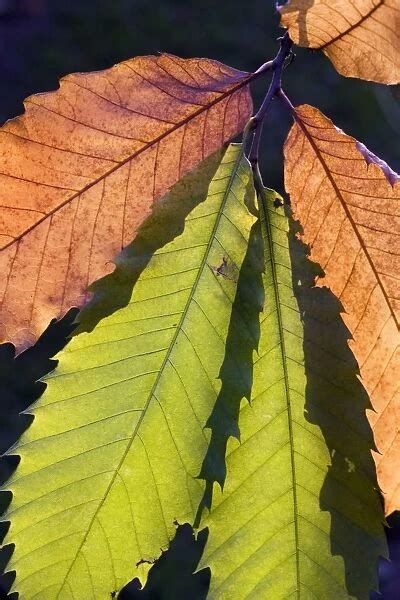 Sweet Chestnut Tree leaves (Photos Puzzles, Prints, Cards, Framed, Housewares,...) #5282608