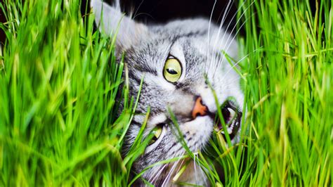 Mystery solved? Why cats eat grass | Science | AAAS