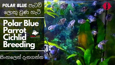 Polar Blue Parrot Cichlid Breeding Video. සිංහලෙන් දැනගන්න - YouTube