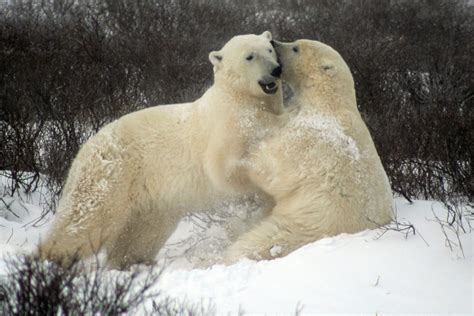 Hudson Bay Wildlife: See Nature At Her Best - Expedition Cruise