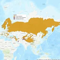 Eurasian Lynx Habitat