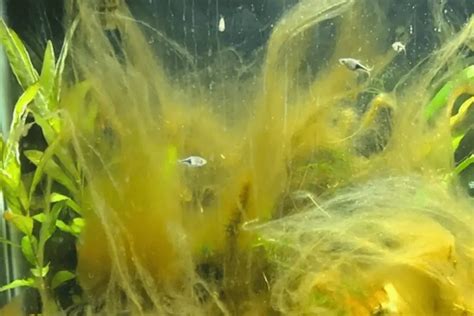 Brown Hair Algae 101: Causes, Removal Tips & More – Pet Fish Online