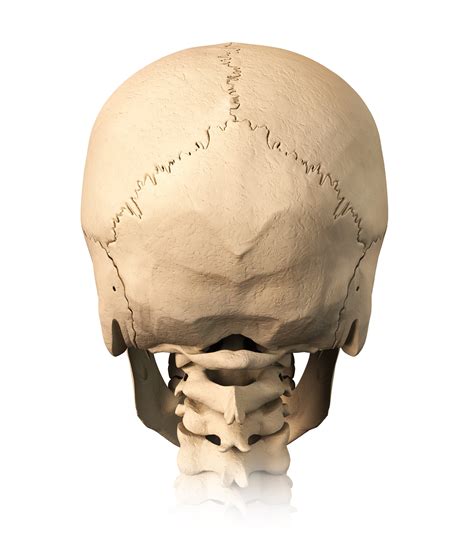 Bone Development - Some Concise Notes for Review - Interactive Biology, with Leslie Samuel