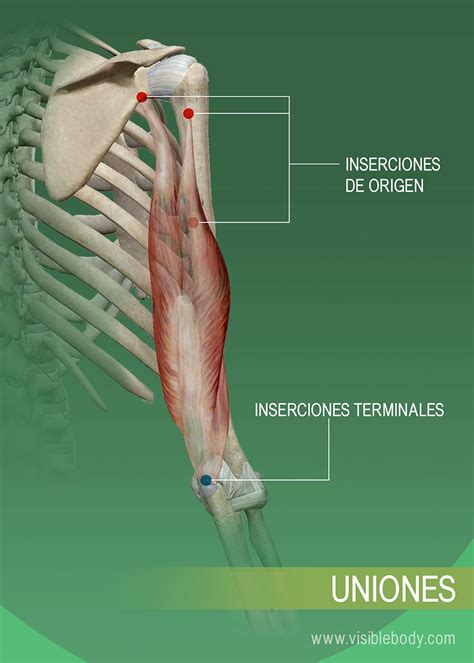 Movimientos musculares | Aprenda anatomía muscular