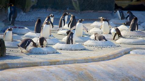 Edinburgh Zoo in Edinburgh, Scotland | Expedia