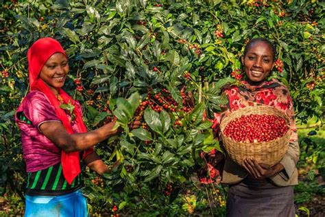 Discovering The Best African Coffee