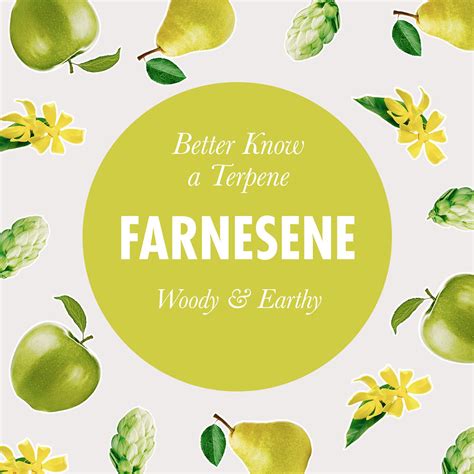 Better Know a Cannabis Terpene with Chemistry: Farnesene