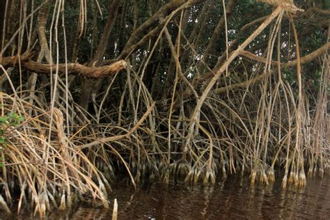 Mangrove Roots image - Free stock photo - Public Domain photo - CC0 Images