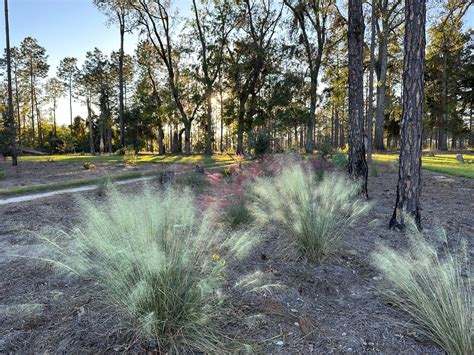 Muhlenbergii capillaris 'White Cloud' White Muhly Grass - Mail Order Natives