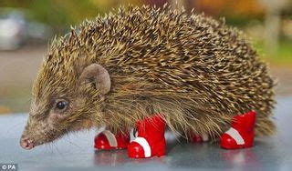 Amazing photo of a real hedgehog wearing Sonic's shoes will make you ...