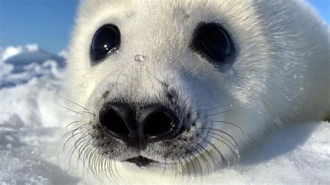 Extraordinary Earth: How harp seal pups rely on ice floes in the Northwest Atlantic | GMA