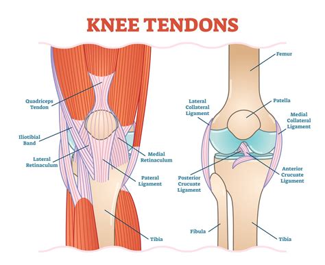 What Are The Most Common Types of Knee Surgery? (2022)