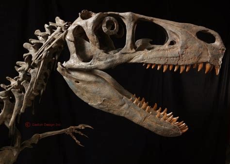 New Utahraptor Skeleton Replica | DINOSAURS ROCK SUPERSTORE | Fossil ...