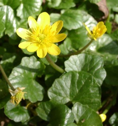 Herbs-Treat and Taste: LESSER CELANDINE, WORDSWORTH'S FAVOURITE FLOWER ...