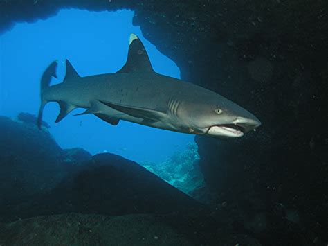 Whitetip Reef Shark | Life of Sea