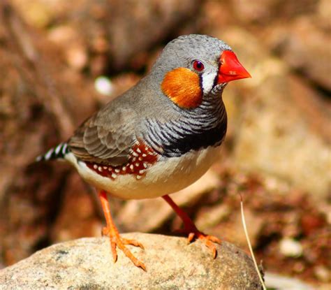 Richard Waring's Birds of Australia: Zebra Finches (again) but they are so friendly