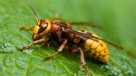 Hornet vs Wasp: How to Identify and Tell the Difference