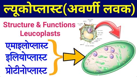 Plastids leucoplast | leucoplast in hindi | leucoplast function, structure, example, types lavak ...