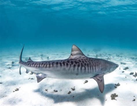 What are people’s thoughts on tiger sharks in Australia having more distinctive ‘tiger’ patterns ...