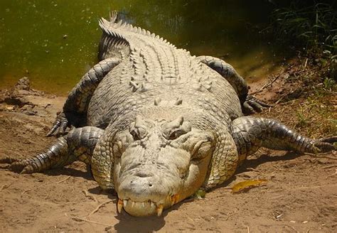 Australian Saltwater Crocodiles - Pictures And Facts About The ...