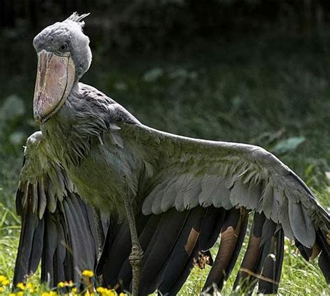 winestore.blogg.se - Shoebill stork size vs human