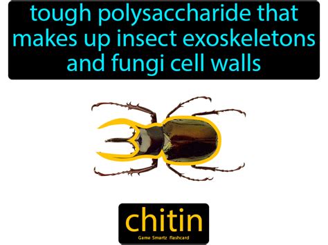 Chitin - Easy Science | Protists, Easy science, Flashcards