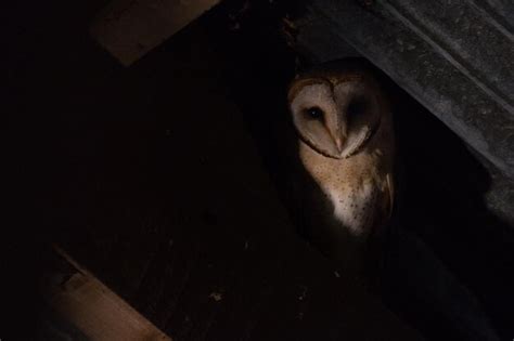 Premium Photo | Barn owl in a barn at night low angle