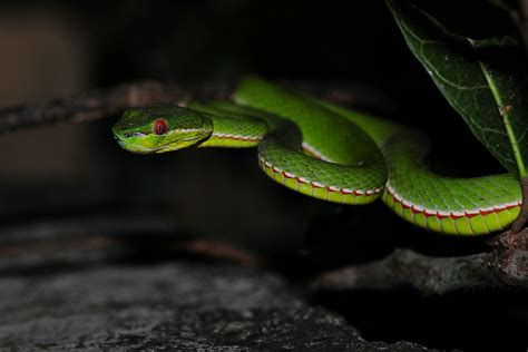 Bamboo Viper 1 | (Viridovipera stejnegeri) | Bob Hawley | Flickr