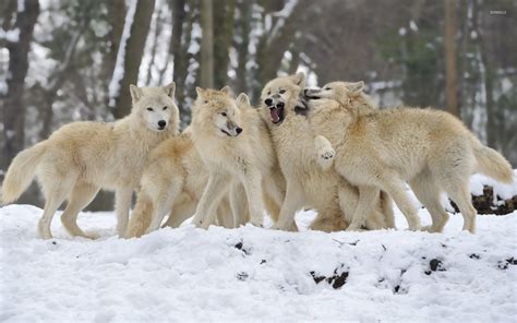 Wolf pack wallpaper - Animal wallpapers - #34742